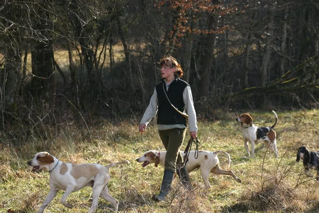 La chasse aux chiens courants se développe dans le Cantal La Montagne