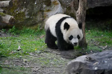 Yuan Meng, le premier bébé panda né en France au ZooParc de Beauval, va rejoindre la Chine