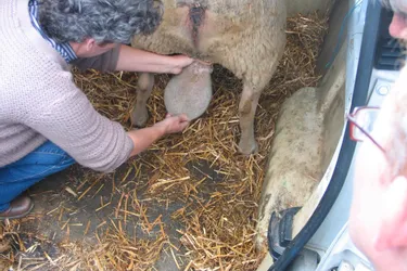 Un foyer de fièvre catarrhale ovine détecté à quelques pas de la Creuse
