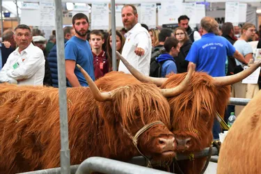 Le Sommet de l'élevage, à Clermont-Ferrand, se prépare pour ses trente ans du 5 au 8 octobre