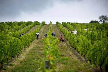 Le vignoble est l’un des moins chers de France avec un prix moyen de 12.500 euros l’hectare