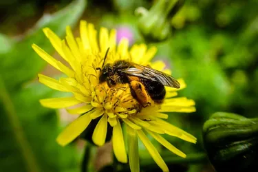 Quelles abeilles sauvages trouve-t-on en Creuse ?