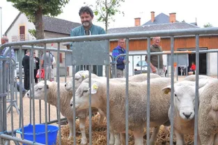 Cosne-d’Allier organisait sa 49e foire aux reproducteurs ovins