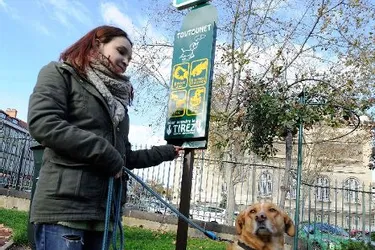 Le nombre de représentants de l’espèce canine en baisse en milieu urbain