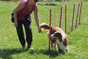 Avec le club lézovien IDFix, le sport canin a du chien