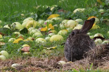 Le lapin en croque pour les pommes à Mérinchal