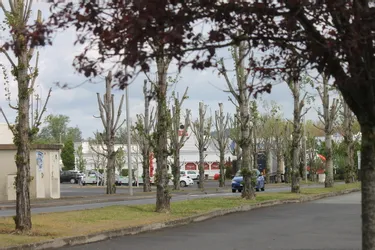 À Thiers (Puy-de-Dôme), ces collectifs veulent remettre les arbres au milieu des parkings