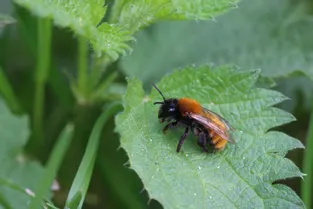 Allier : comment favoriser l'installation de pollinisateurs dans son jardin