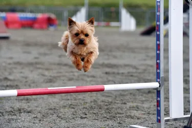 Le Club Sportif Canin d’Auvergne organise son concours d’agility, le dimanche 9 septembre