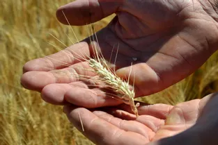 Les récoltes ont débuté avec des espoirs sur la qualité du grain mais des craintes sur la quantité