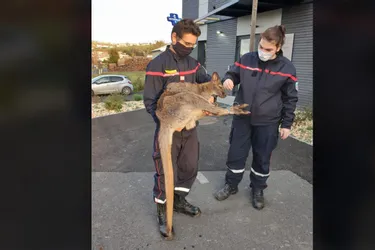 Un wallaby récupéré par les sapeurs-pompiers de Saugues