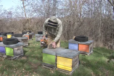 La visite de printemps vient de débuter chez cet apiculteur du Puy-de-Dôme