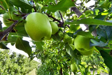 Deux ans de prison ferme pour un cueilleur de pommes saisonnier violent