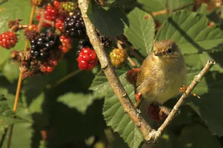 Les oiseaux guettent les fruits et baies mûrs