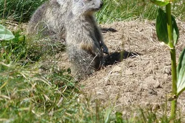 Les marmottes, hôtes du massif du Sancy, entament leur sixième mois d’hibernation