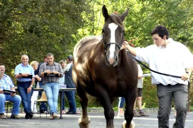 Concours de chevaux de races lourdes
