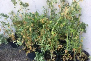 Appelés pour une altercation entre conjoints, les gendarmes découvrent quarante-cinq pieds de cannabis à Huriel (Allier)