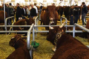 FCO : finalement pas de bovins au Sommet de l'élevage