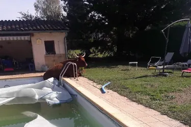 À Vézac (Cantal), la vache pique une tête dans la piscine et en sort toute seule à l'arrivée des pompiers