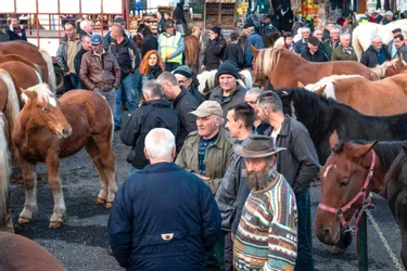 Beaucoup de monde, samedi, pour assister aux transactions entre éleveurs et négociants