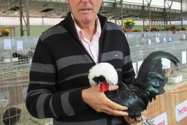 Près de 2.500 bêtes attendues ce week-end à la 29e exposition nationale avicole de Bort-les-Orgues