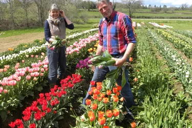 La production de fleurs à couper, devenue rare en France, assurée par René et Corine Prikkel
