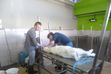 Trois vétérinaires se sont associés et ont ouvert leur clinique place de la Liberté