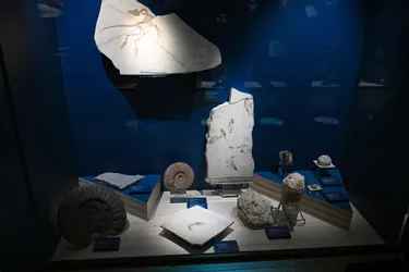Le muséum d'histoire naturelle Henri-Lecoq de Clermont-Ferrand propose un nouvel espace dédié à la paléontologie