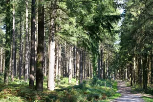 Le Parc Livradois-Forez (Puy-de-Dôme) est à la recherche d'exploitants forestiers pour préserver le vieux bois