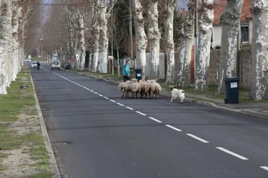 Échappés de leur enclos, une douzaine de moutons en ville à Brioude