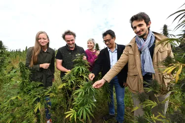 Bientôt le feu vert pour cultiver le cannabis thérapeutique en Creuse