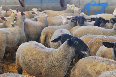 Recrutement des jeunes, sécheresse... Les éleveurs ovins de l'Allier ont souffert en 2018