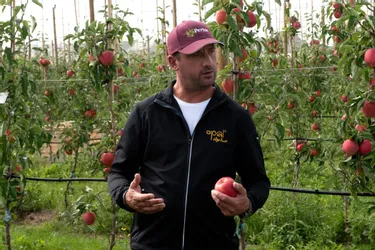 Les producteurs de pomme golden du Limousin testent de nouvelles variétés : à quoi ça sert ?