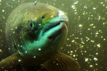 Colloque international du saumon à Brioude, bientôt la saison deux
