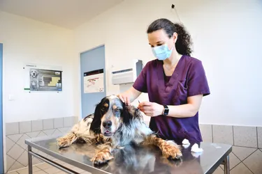 Les vétérinaires de Brioude (Haute-Loire) assurent les soins urgents