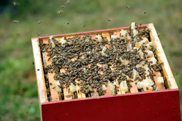 Les abeilles au coeur du débat