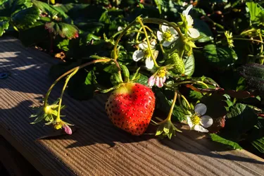 Les fraises de la Toussaint