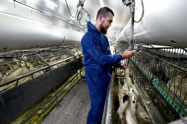 Et si l'appellation « foie gras » était étendue aux élevages qui ne pratiquent pas le gavage mécanique ?