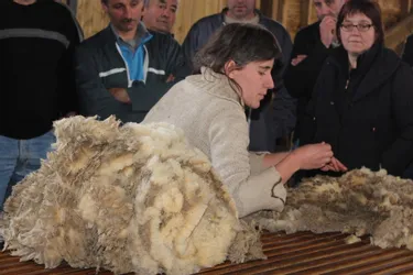 Le lavage de la laine : un enjeu européen
