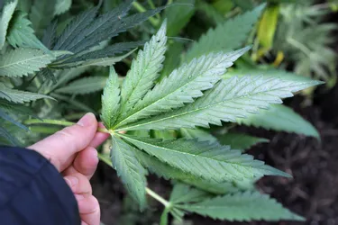 Plus de 200 pieds de cannabis saisis à Veyre-Monton