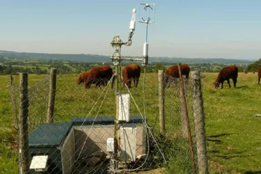 L’Inra lance un réseau pour la recherche sur les bovins
