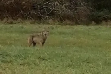 Un loup a été identifié à Saint-Ybard en Corrèze