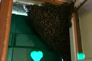 Surprise chez une famille du Puy-de-Dôme : "Quand j'ai ouvert la fenêtre, l'essaim d'abeilles est tombé"