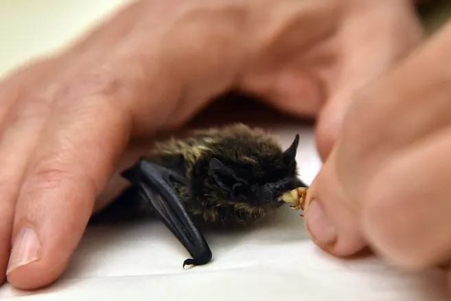 La chauve-souris, cet anti-moustiques naturel malaimé