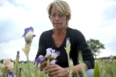 1.200 variétés d’Iris dans son jardin