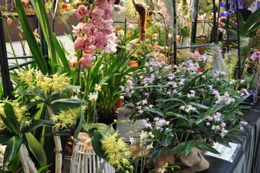 Un salon des orchidées samedi et dimanche