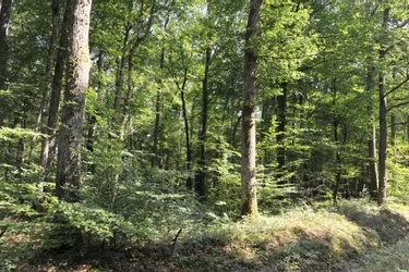 Le retraité de 91 ans se perd dans la forêt de Blomard