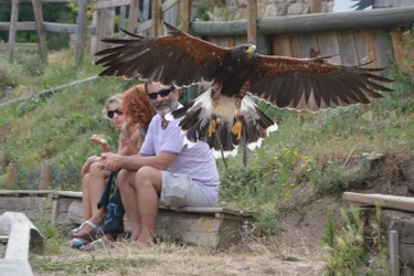 Le château de Rochebaron propose des spectacles où aigles, buses et vautours se partagent la vedette