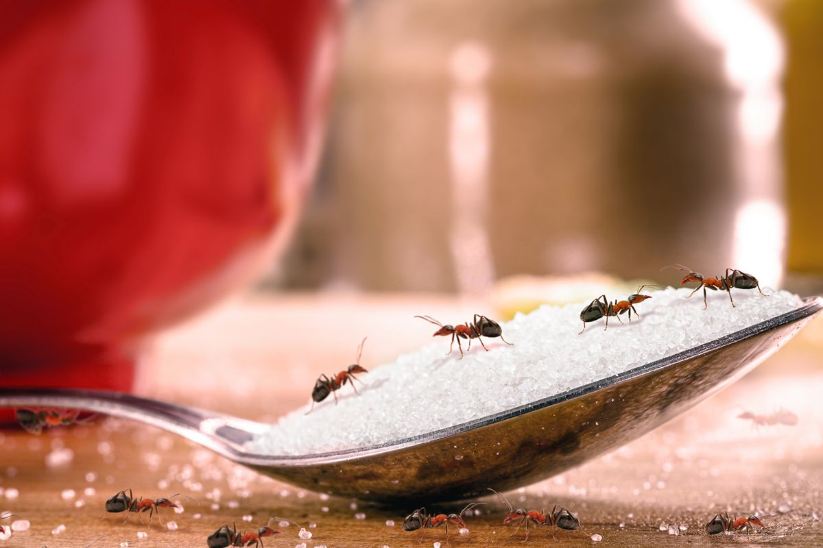 Fourmis à la maison : nos astuces naturelles pour les faire fuir en 4