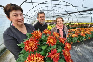 Horticulteurs à Saint-Viance, ils cultivent la fleur vedette des cimetières